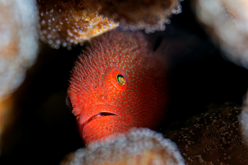 Goby (Paragobiodon echinocephalus) — Gobiidae — 4