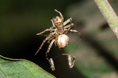 Thomisidae