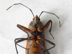 Physopelta gutta