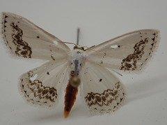 Scopula purata