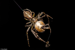 Thomisidae