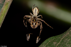Thomisidae