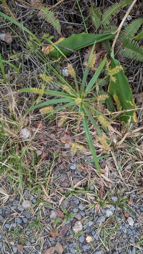 Image of Cyperus meyenianus by no rights reserved
