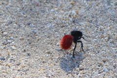 Dasymutilla magnifica