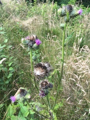 Cirsium brevistylum