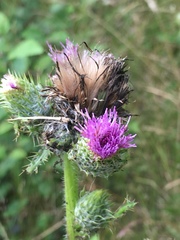 Cirsium brevistylum