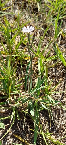 Image of Lactuca inermis by no rights reserved