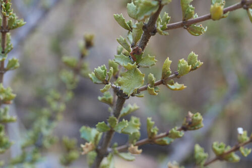 Cerro Bola Ceanothus (Ceanothus bolensis)