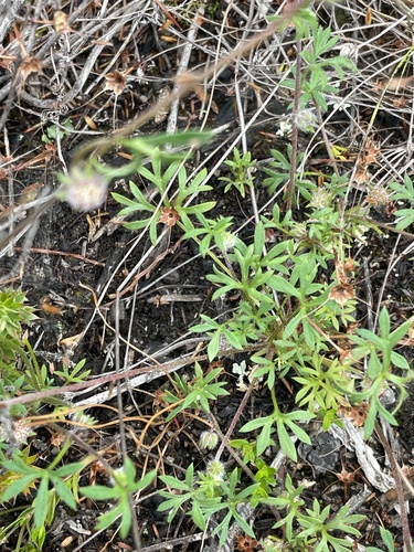 Actinotus gibbonsii, 2024-12-03