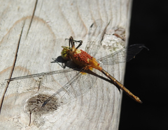 Sympetrum rubicundulum
