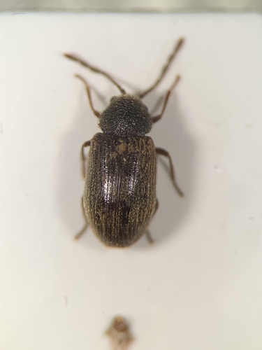 Homophthalmus rugicollis