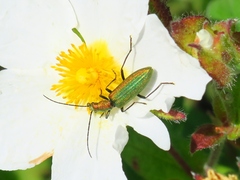 Chrysanthia reitteri