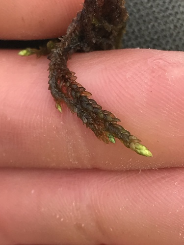 Ochiobryum blandum, 2024-03-19