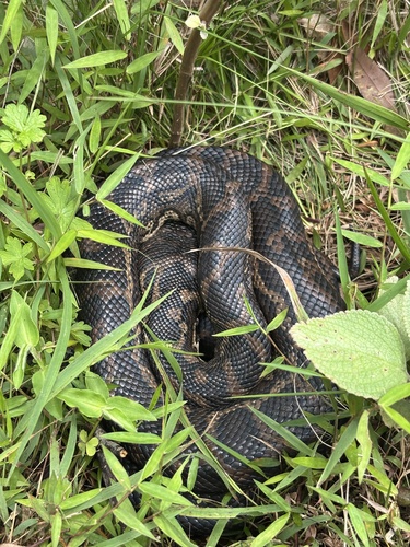 Coastal Carpet Python sighting