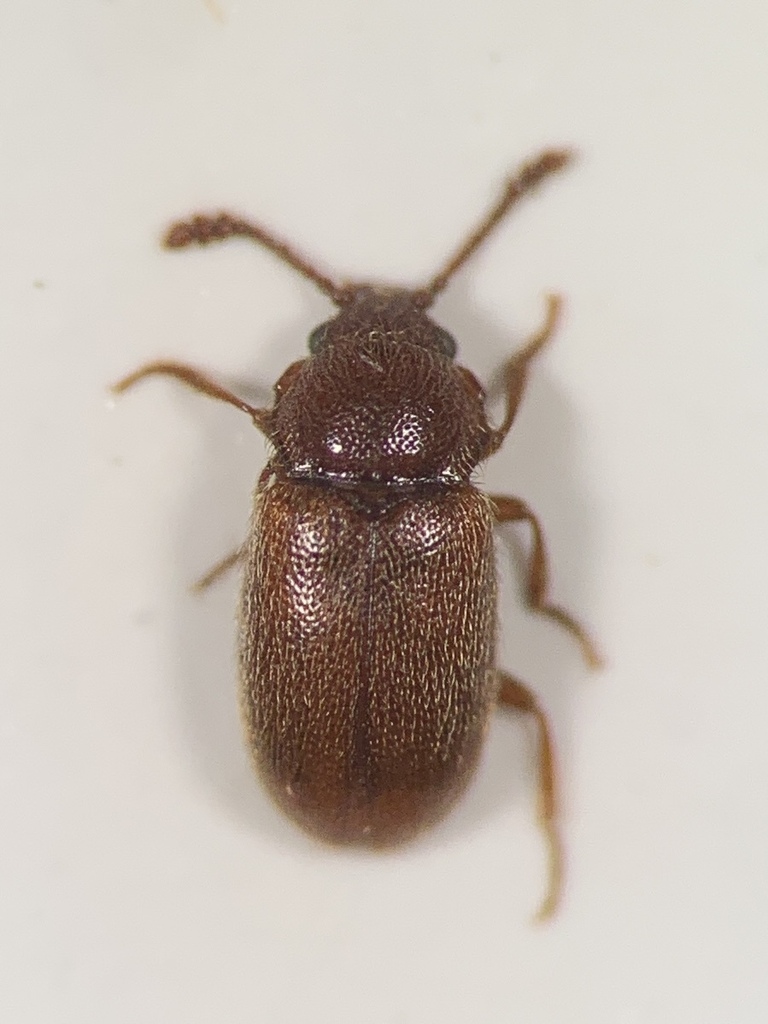Cryptophagus badius