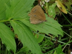 Coenonympha oedippus