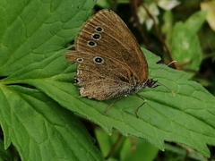 Coenonympha oedippus