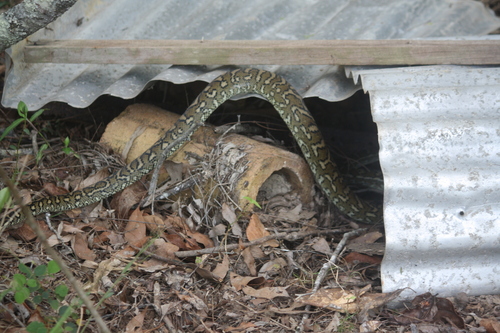 Coastal Carpet Python sighting