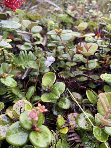 Viola maviensis observed 2023-05-07