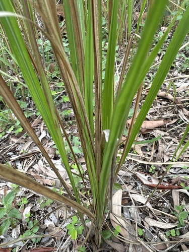 Imperata cylindrica