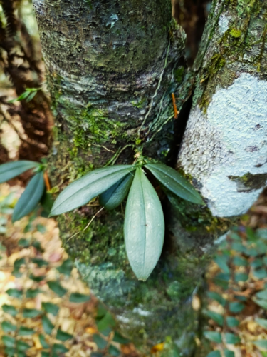 Aerangis pallidiflora H.Perrier