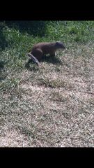 Poliocitellus franklinii