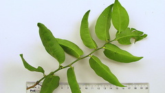 Schoepfia brasiliensis