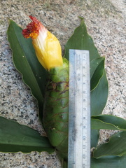 Costus pictus