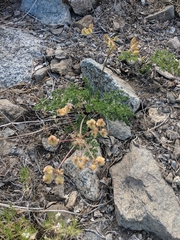 Cymopterus terebinthinus californicus