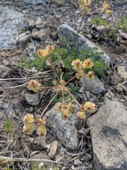 Cymopterus terebinthinus californicus
