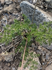 Cymopterus terebinthinus californicus