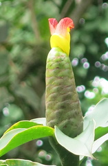 Costus pictus