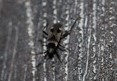 Panaorus albomaculatus