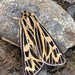 Labrador Tiger Moth - Photo (c) Sam Wilson, some rights reserved (CC BY-NC), uploaded by Sam Wilson