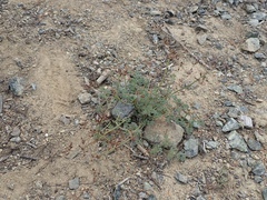 Lomatium cuspidatum