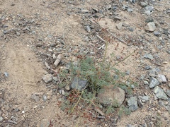 Lomatium cuspidatum