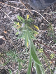 Oreocarya setosissima