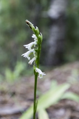 Spiranthes lacera lacera