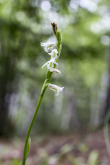 Spiranthes lacera lacera