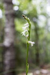 Spiranthes lacera lacera