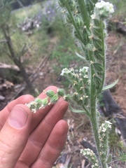 Oreocarya setosissima