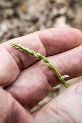 Spiranthes lacera lacera