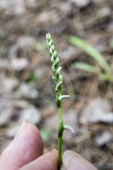 Spiranthes lacera lacera