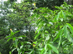 Costus pictus