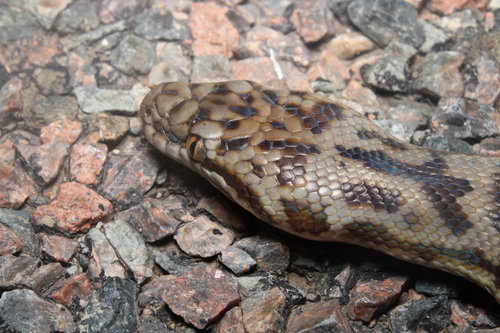 Spotted Python sighting