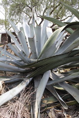 Agave