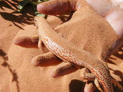 Desert Plated Lizard photo 1