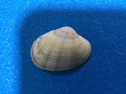 Venerupis aspera observed 2024-12-03