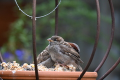 House Sparrow photo 6