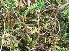 Pinguicula villosa